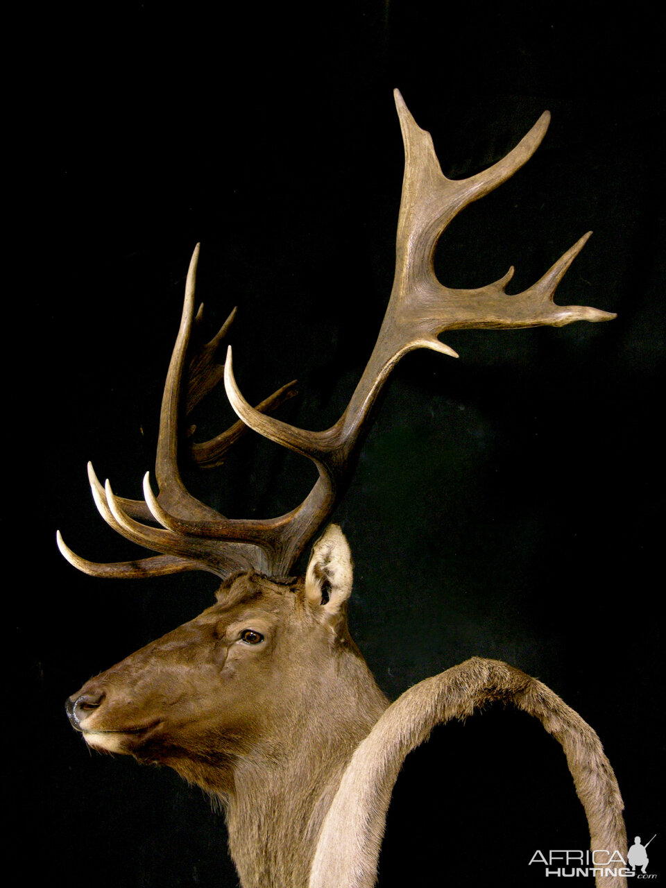 Tian Shan Wapiti / Asian Elk shoulder Mount Pedestal Taxidermy