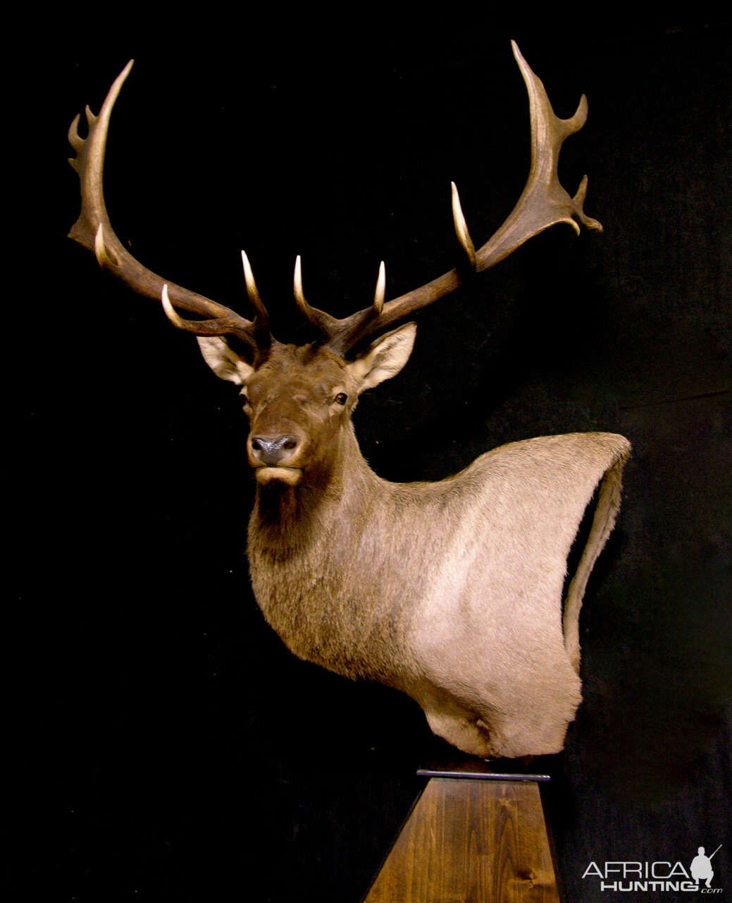 Tian Shan Wapiti / Asian Elk shoulder Mount Pedestal Taxidermy