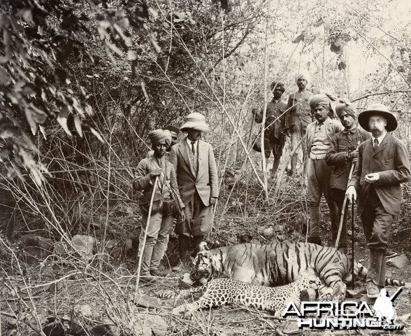 Tiger and Panther King George V 1906