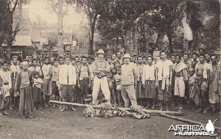 Tiger Cambodge