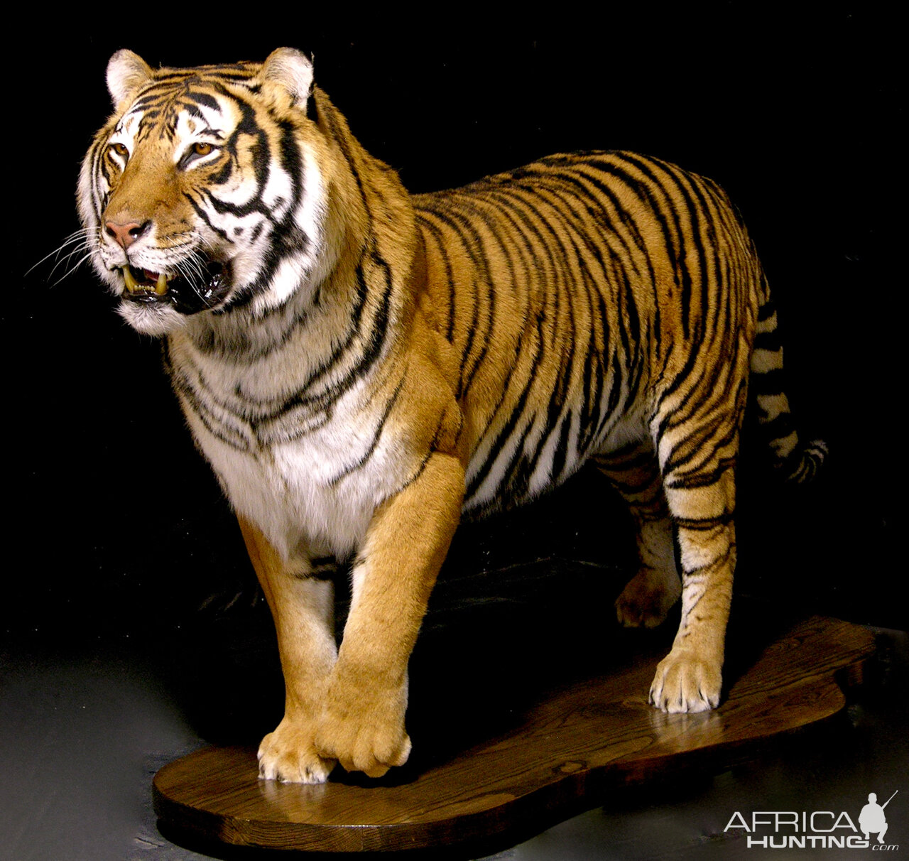 Tiger Full Mount Taxidermy