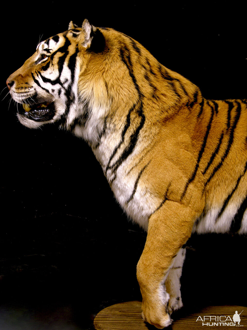 Tiger Full Mount Taxidermy