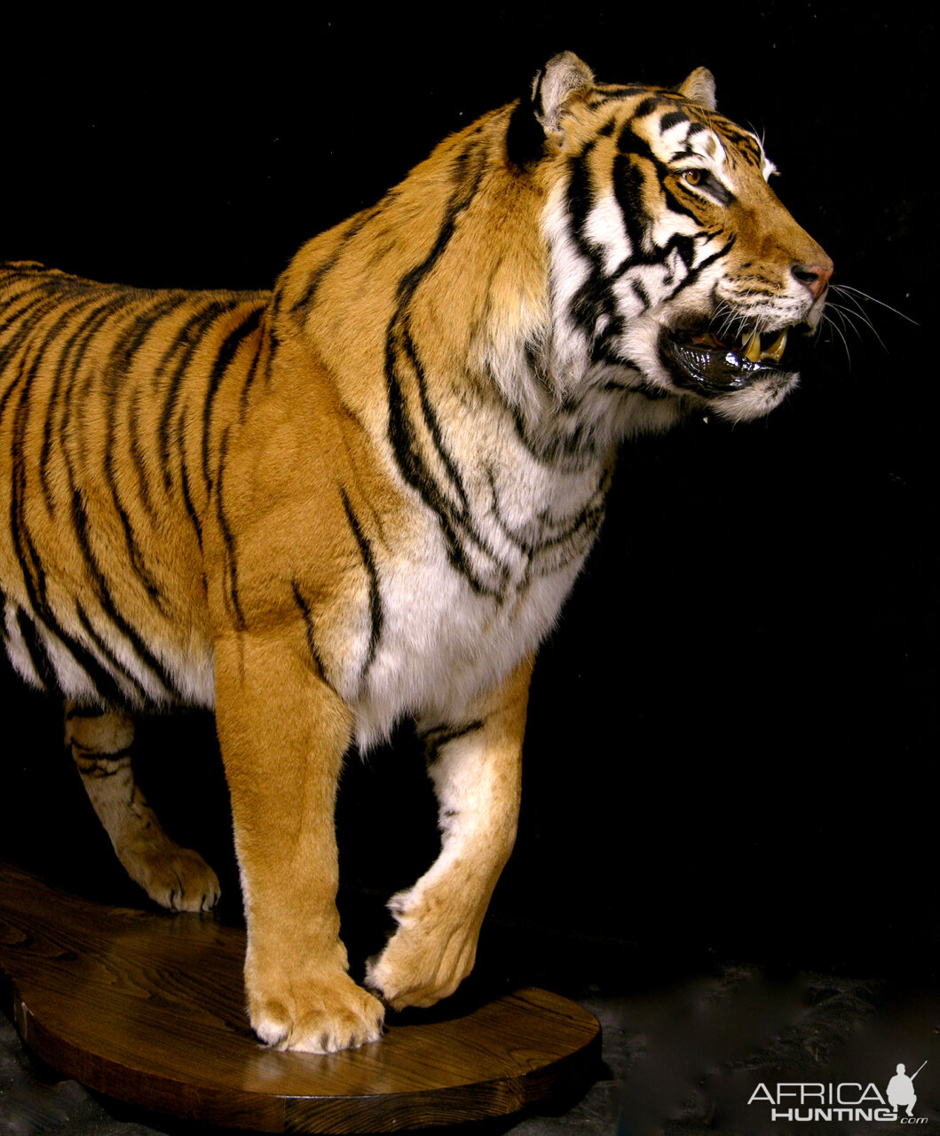 Tiger Full Mount Taxidermy