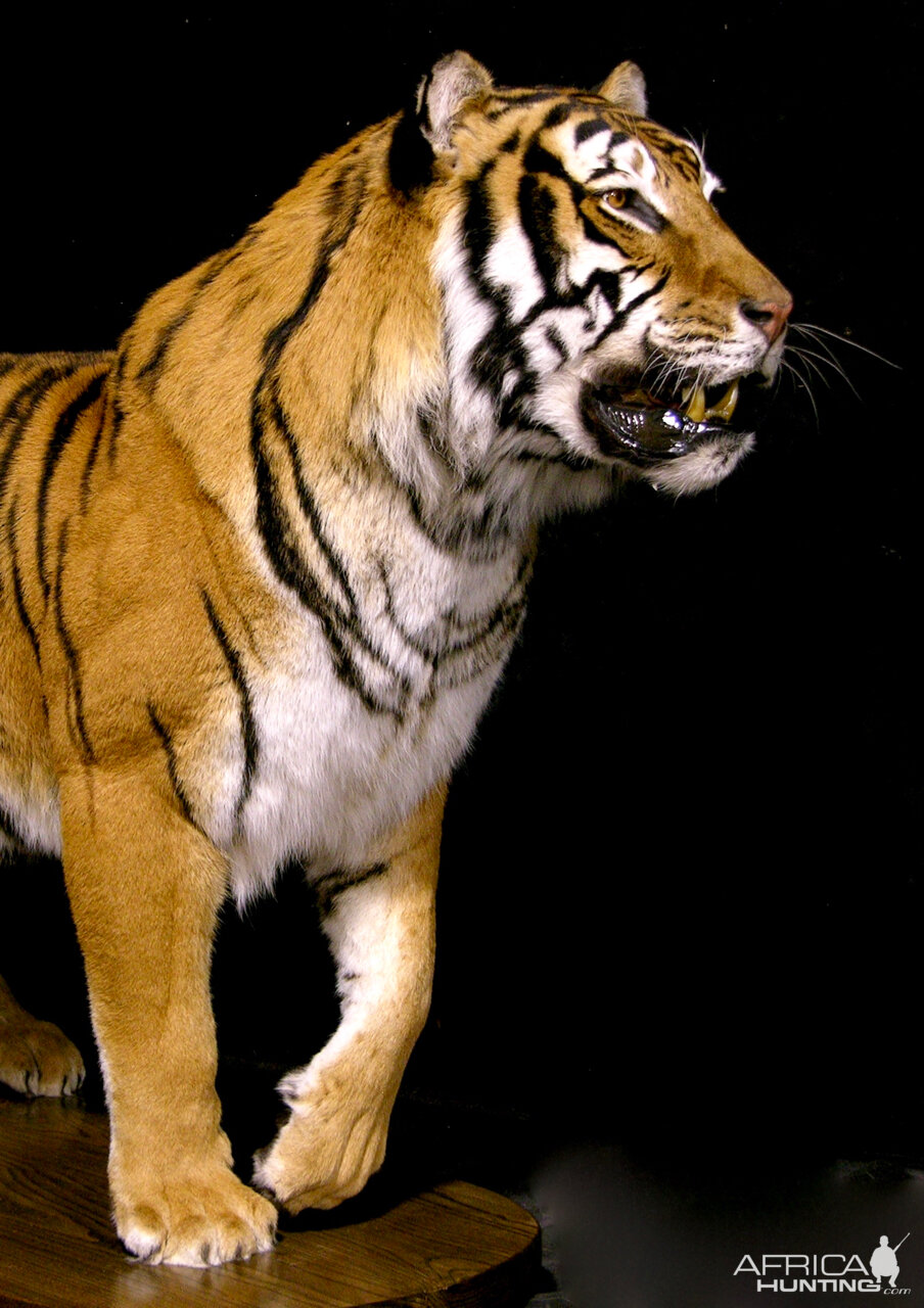 Tiger Full Mount Taxidermy