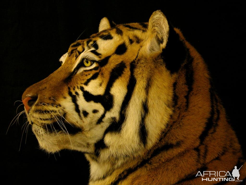 Tiger Full Taxidermy Mount