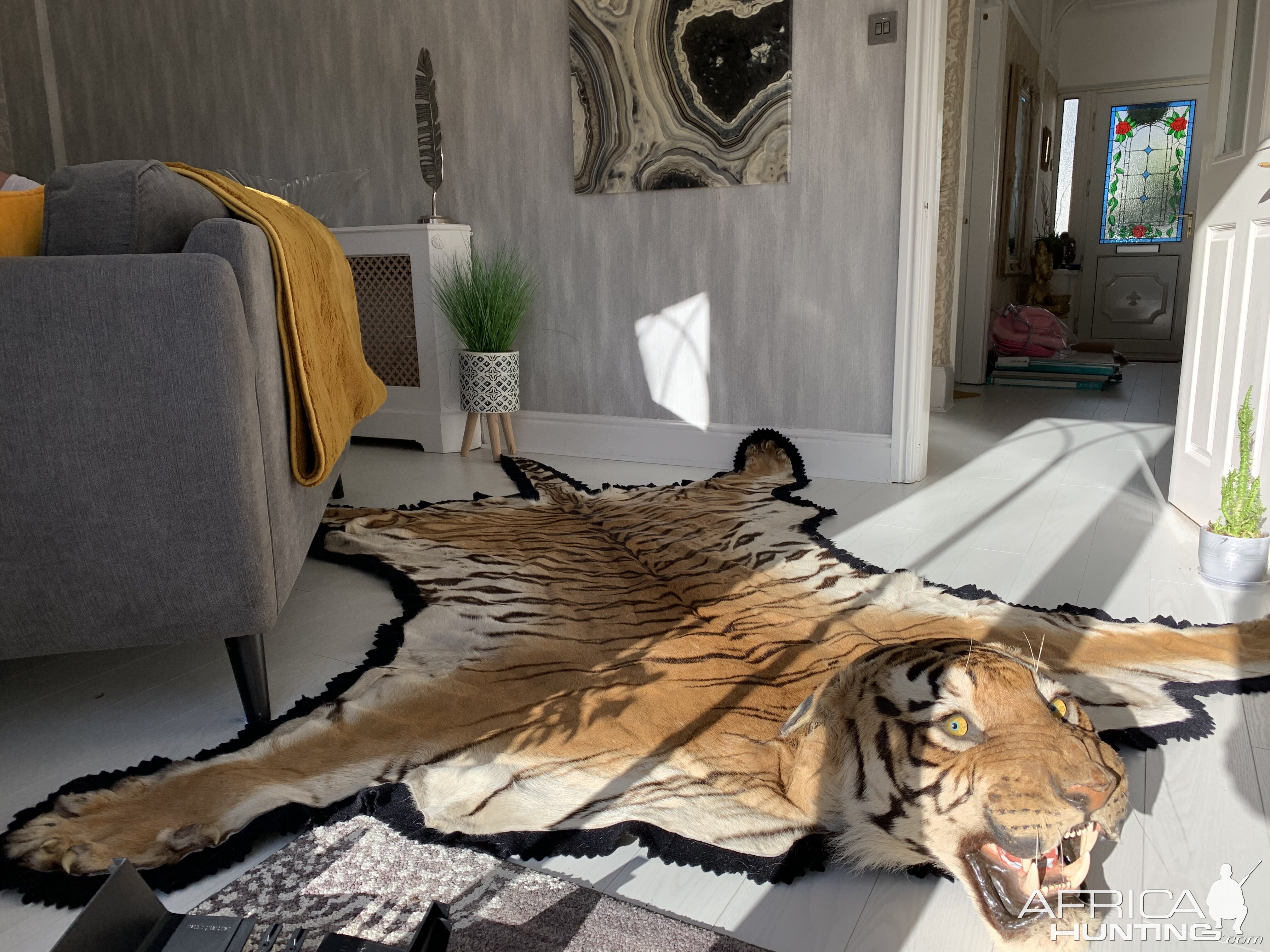 Tiger Rug Taxidermy