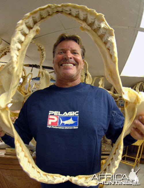 Tiger Shark Jaws