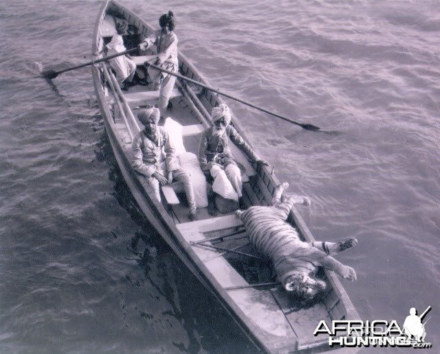 Tiger Shoot on River Chambal - 1952