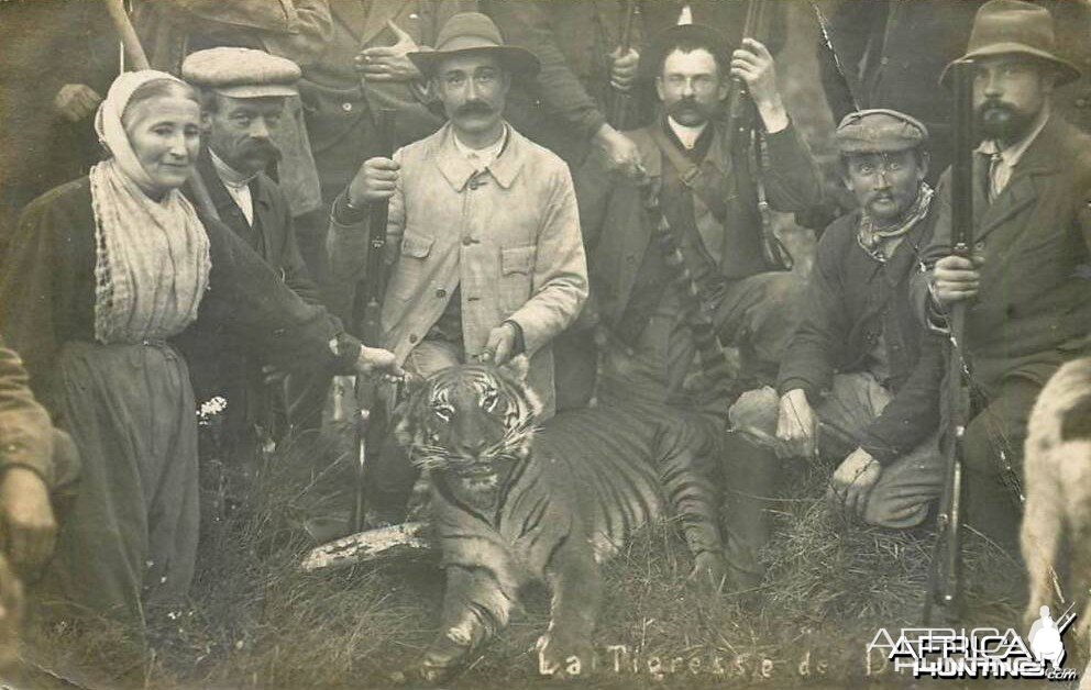 Tiger shot in France