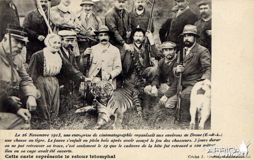 Tiger shot in France