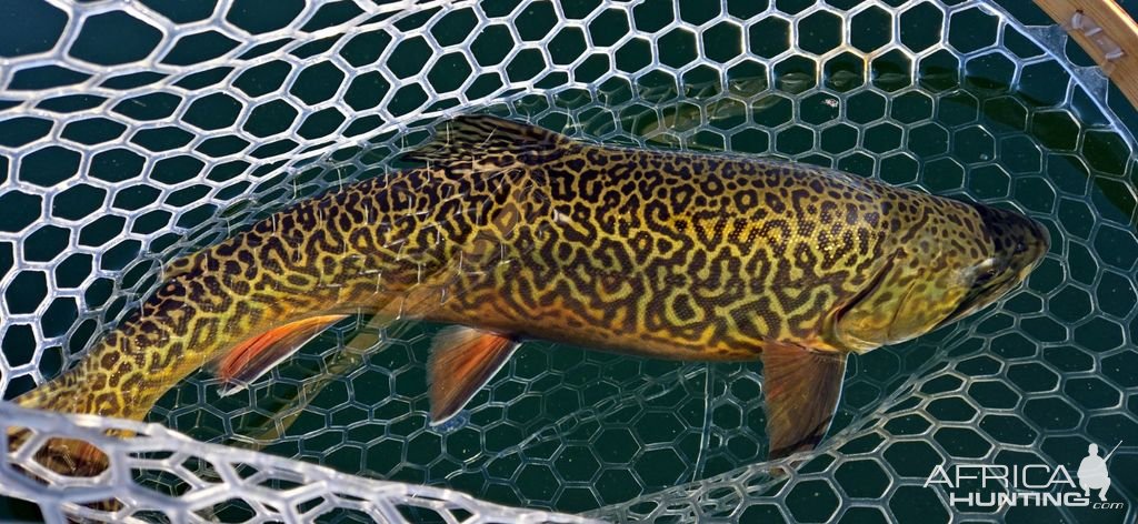 Tiger Trout Fishing