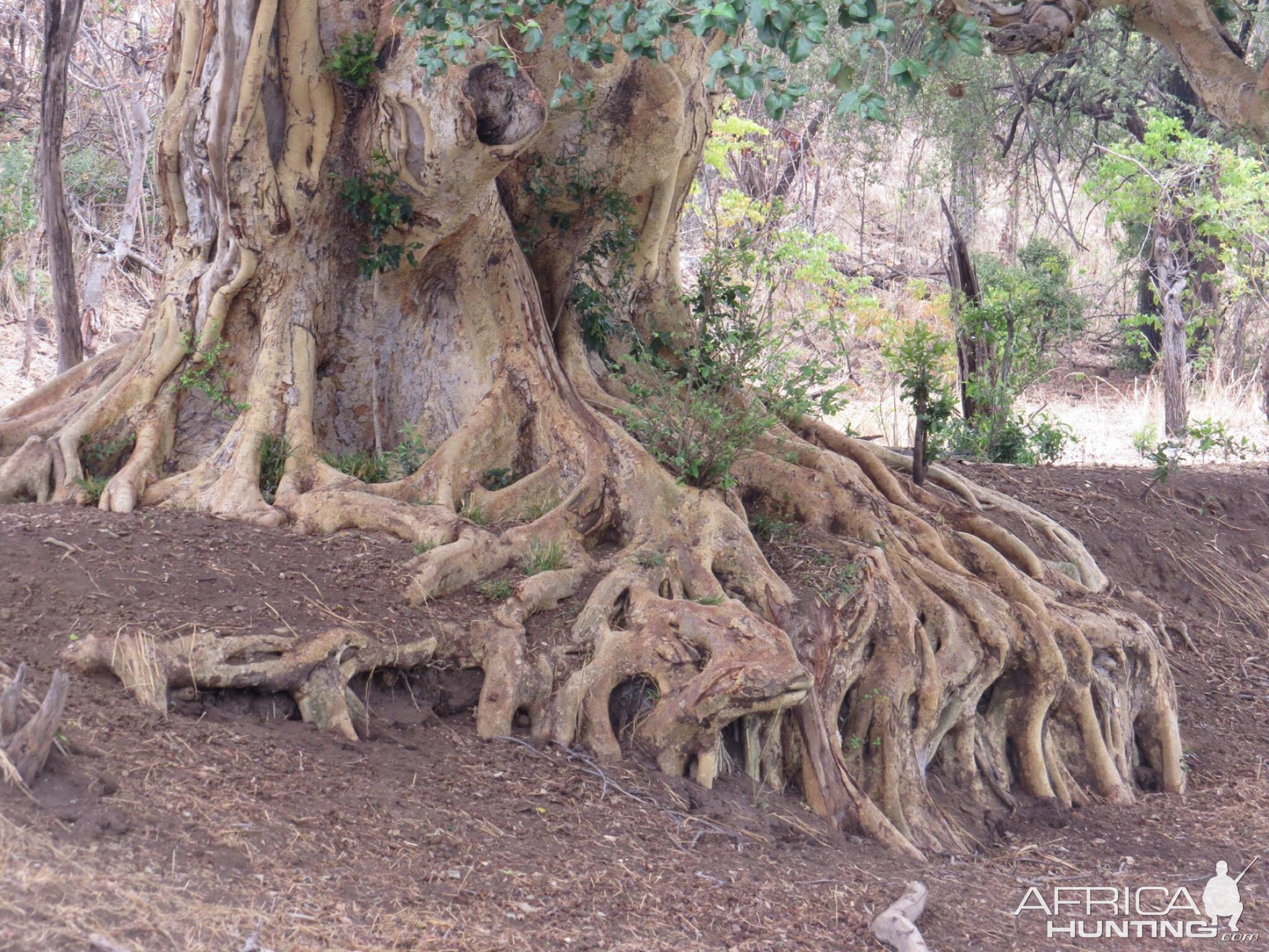 Toots of a tree