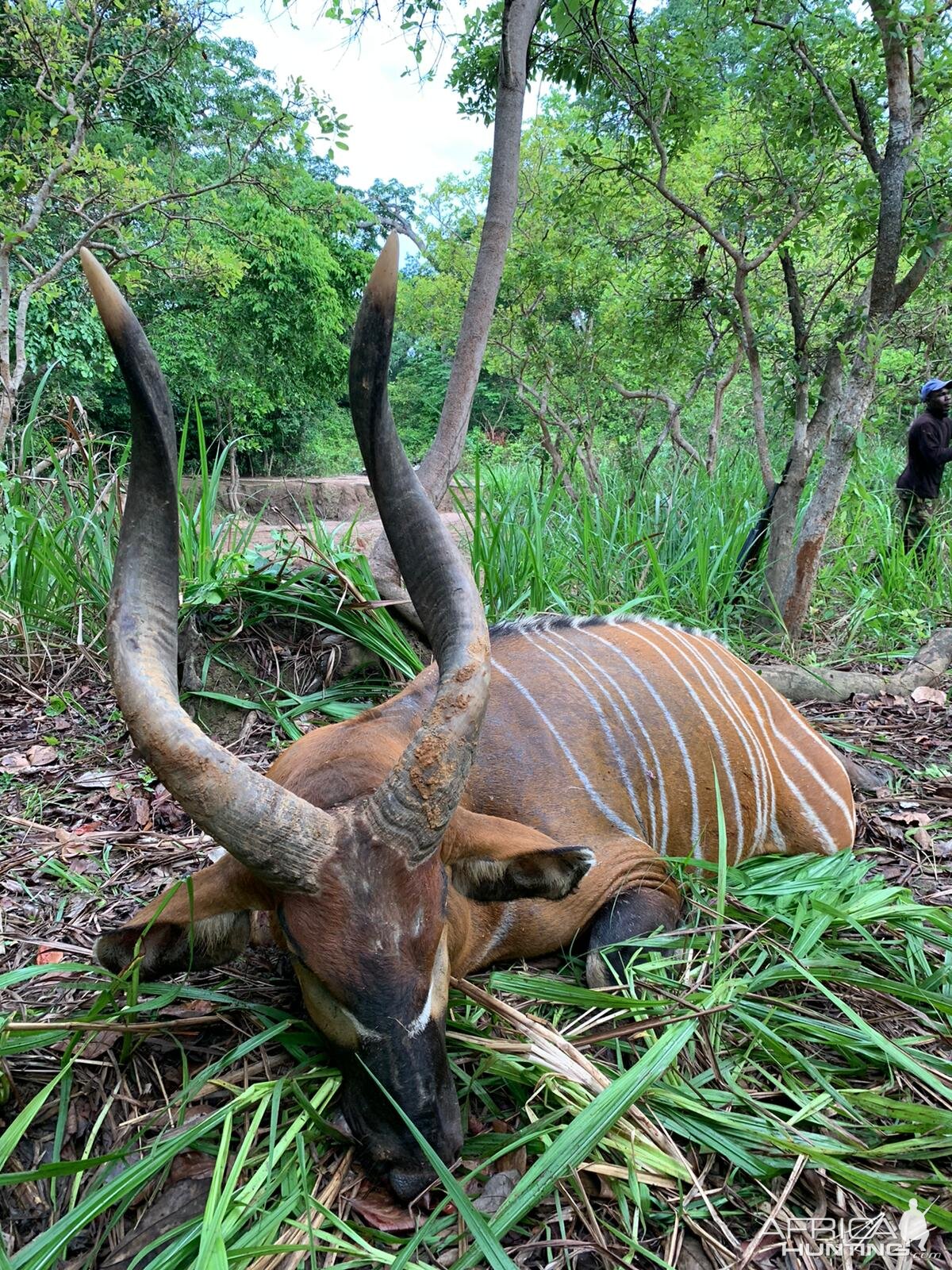 Top 5 SCI Bongo hunted in Central African Republic