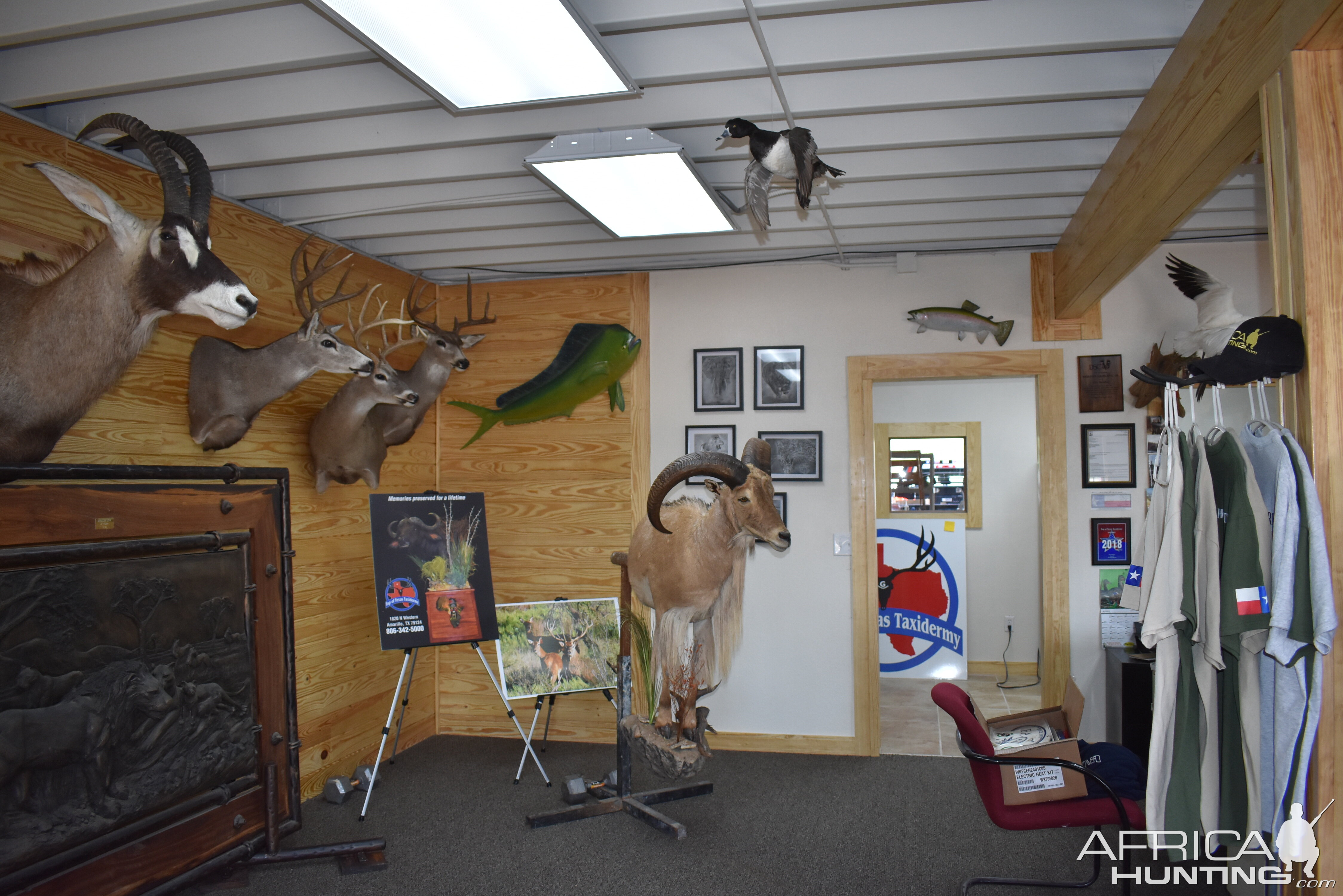 Top of Texas Taxidermy New Showroom and Studio