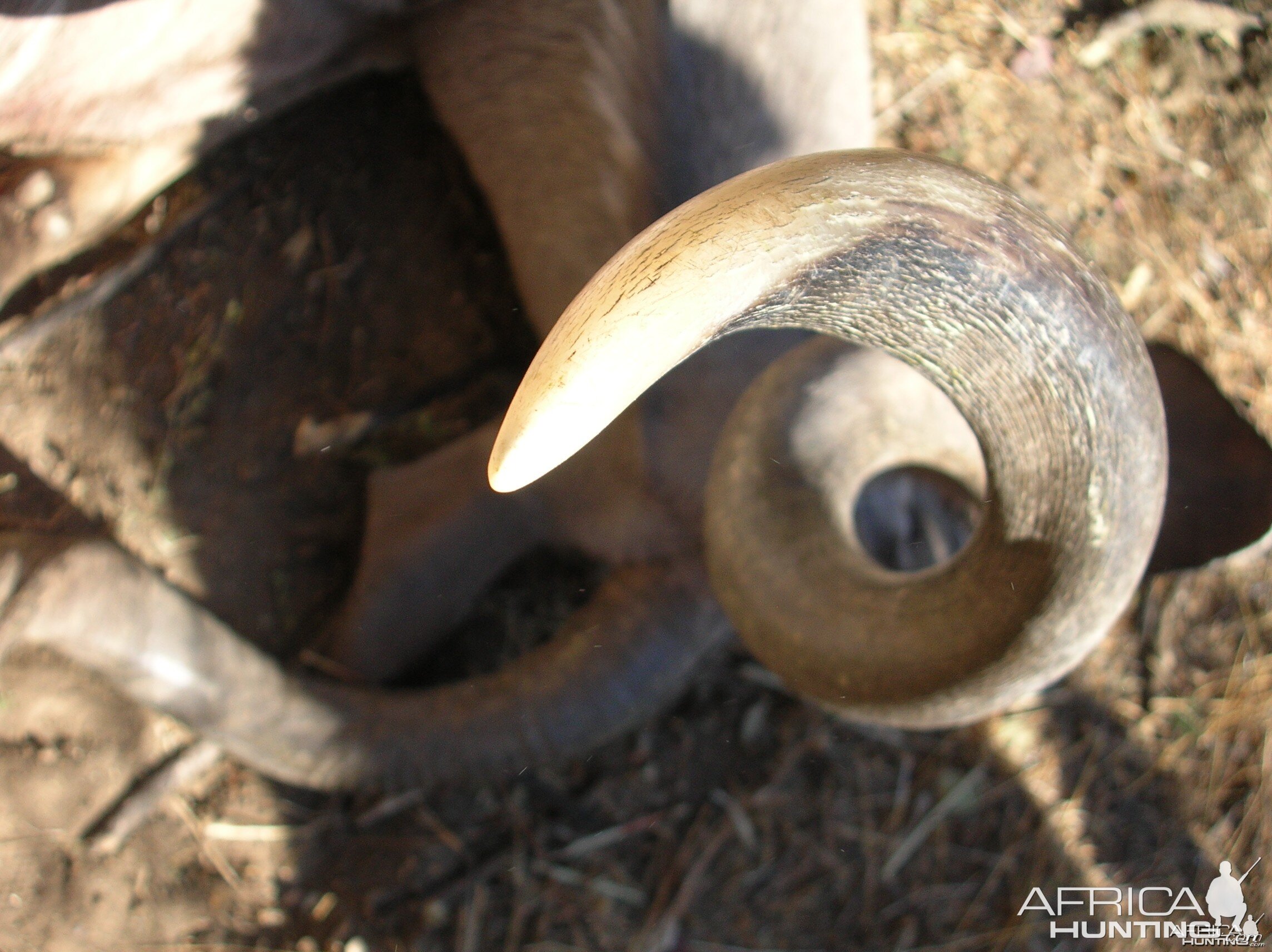 Top view of a Kudu horn