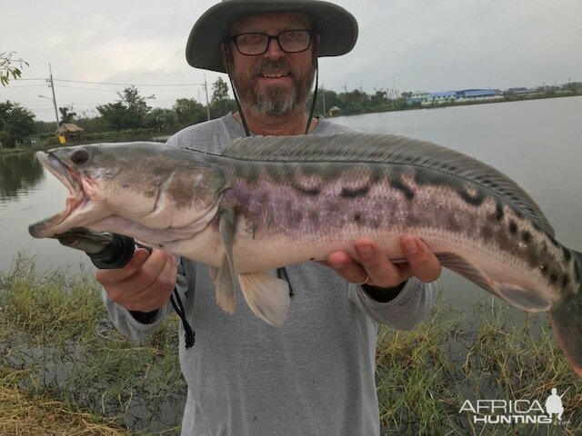 Top water snakehead