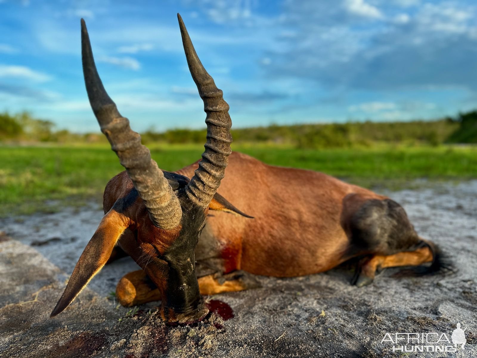 Topi Hunt Uganda