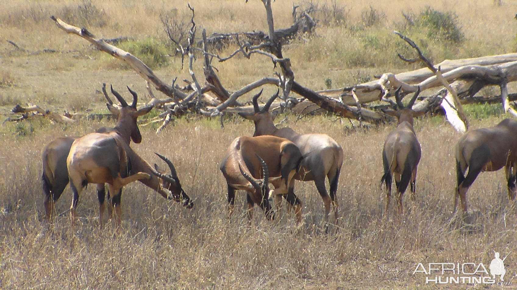 Topi in Tanzania