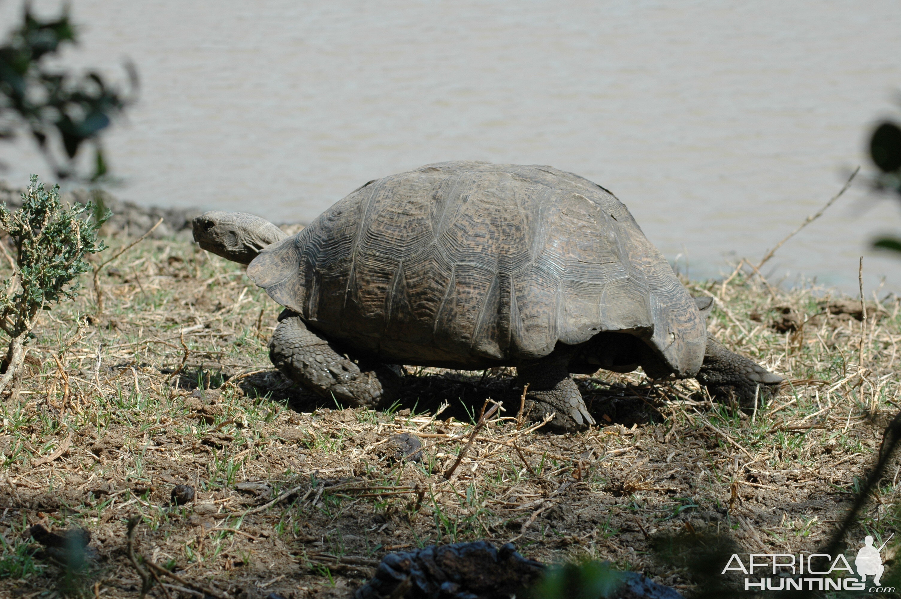 Tortise by pond, Eastern Cape, South Africa