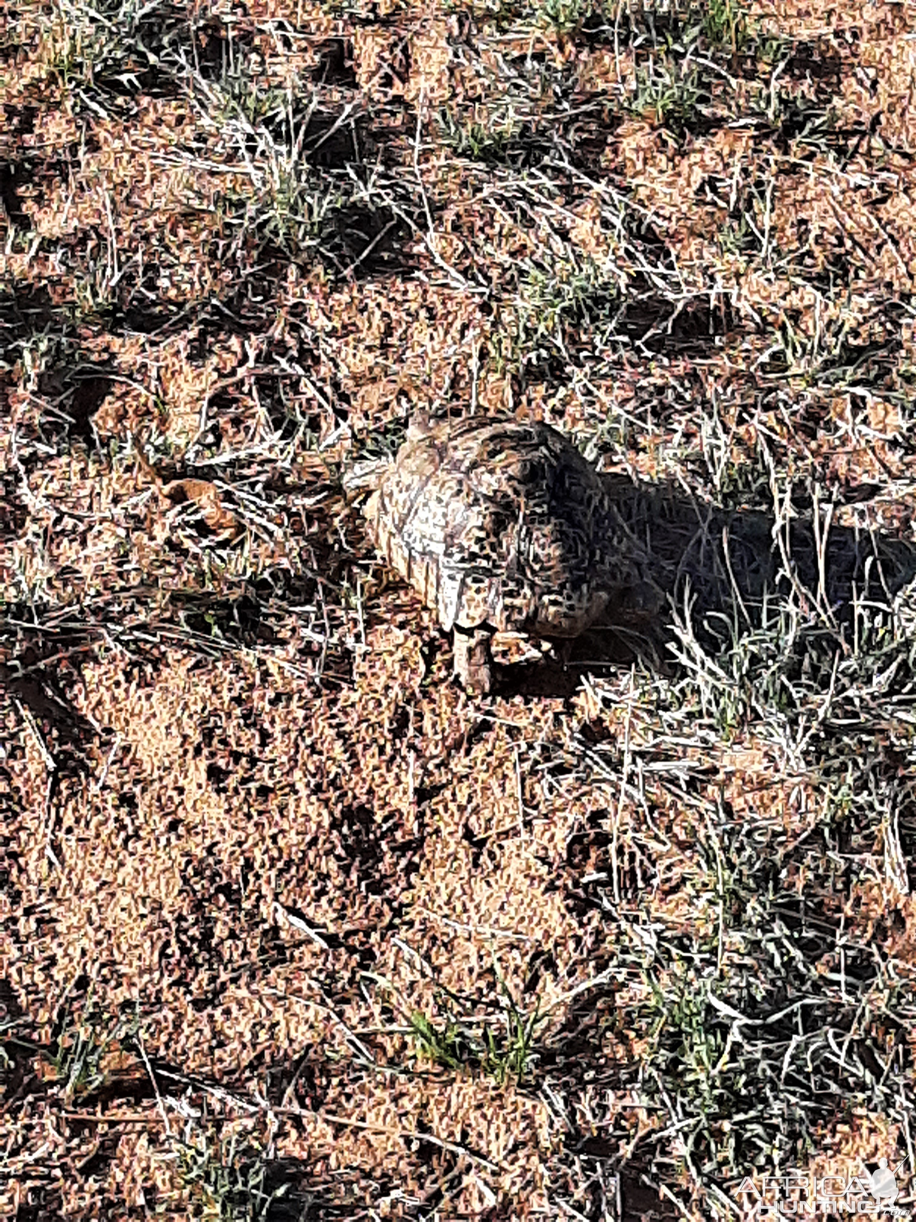 Tortoise Kalahari South Africa