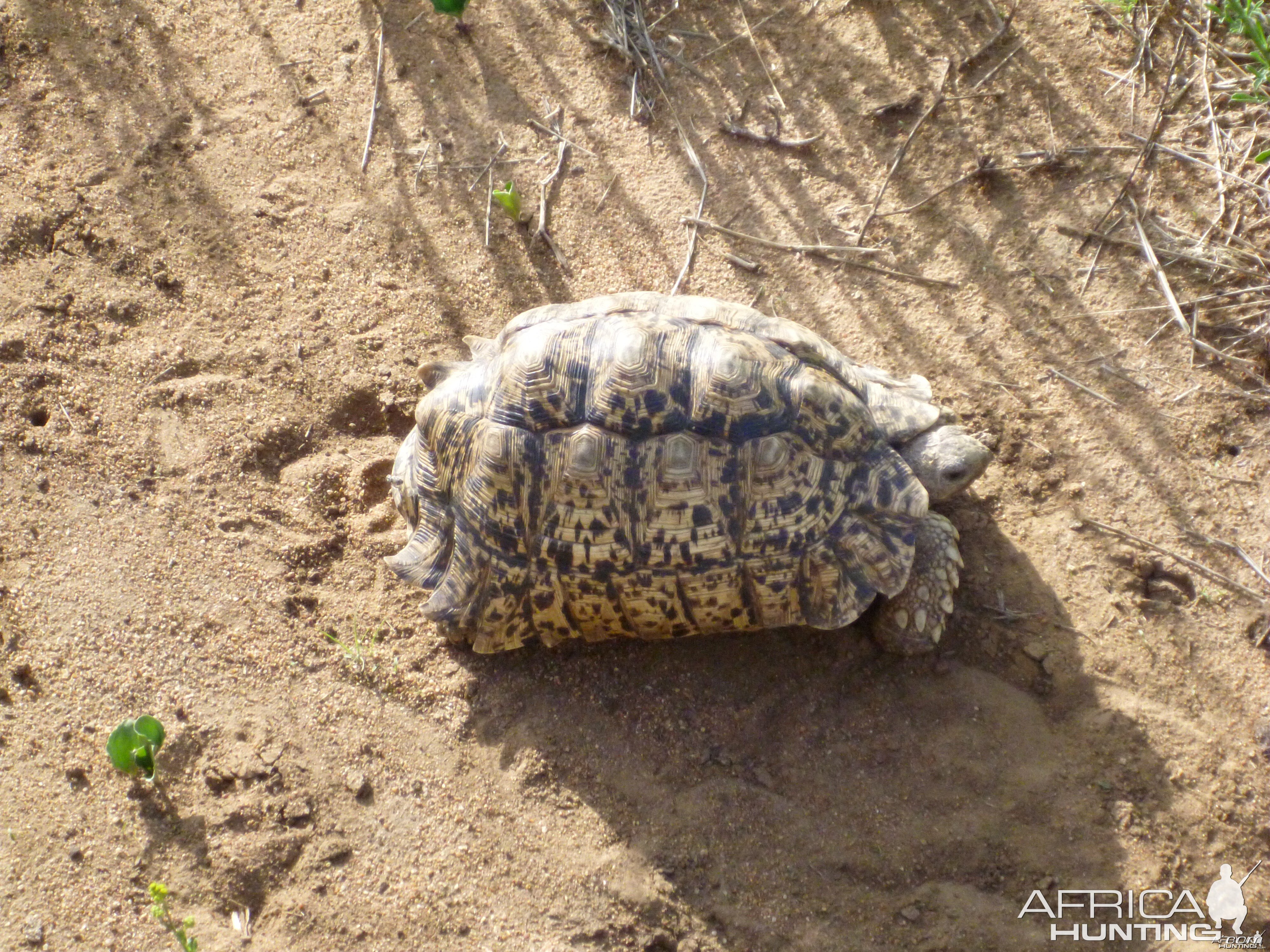 Tortoise Namibia