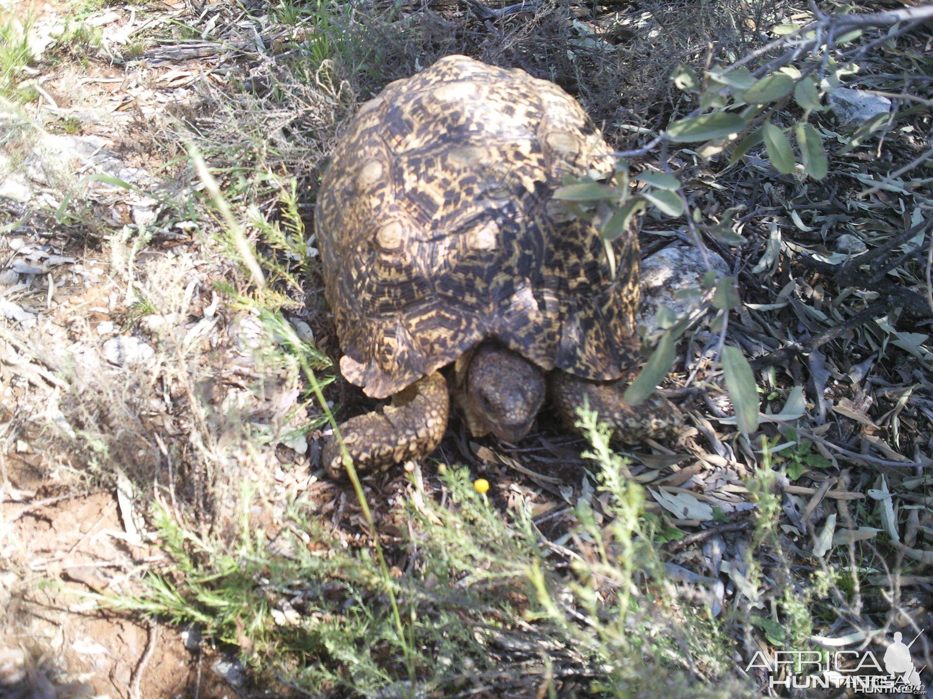 Tortoise South Africa