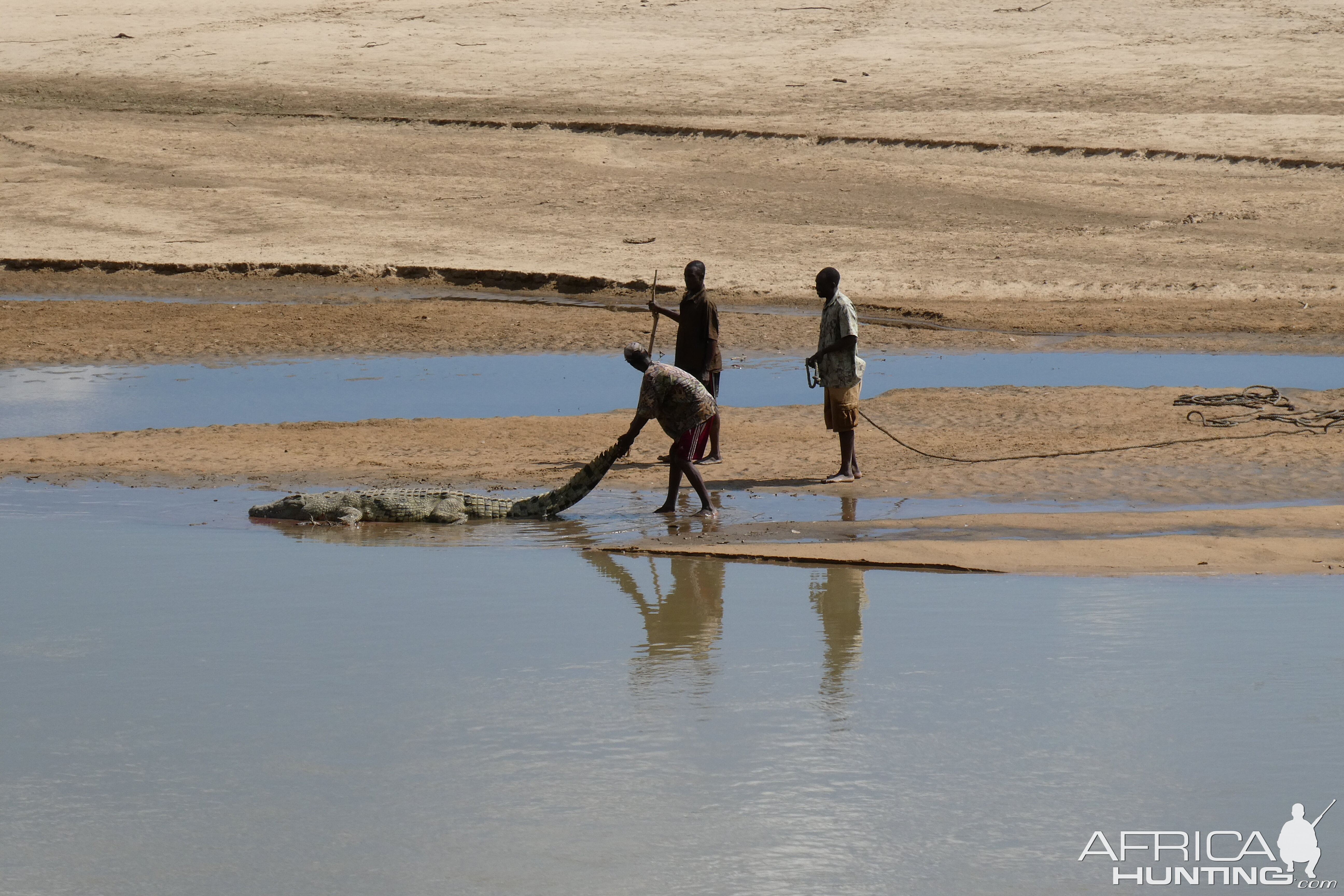 Trackers retrieving Crocodile Zambia