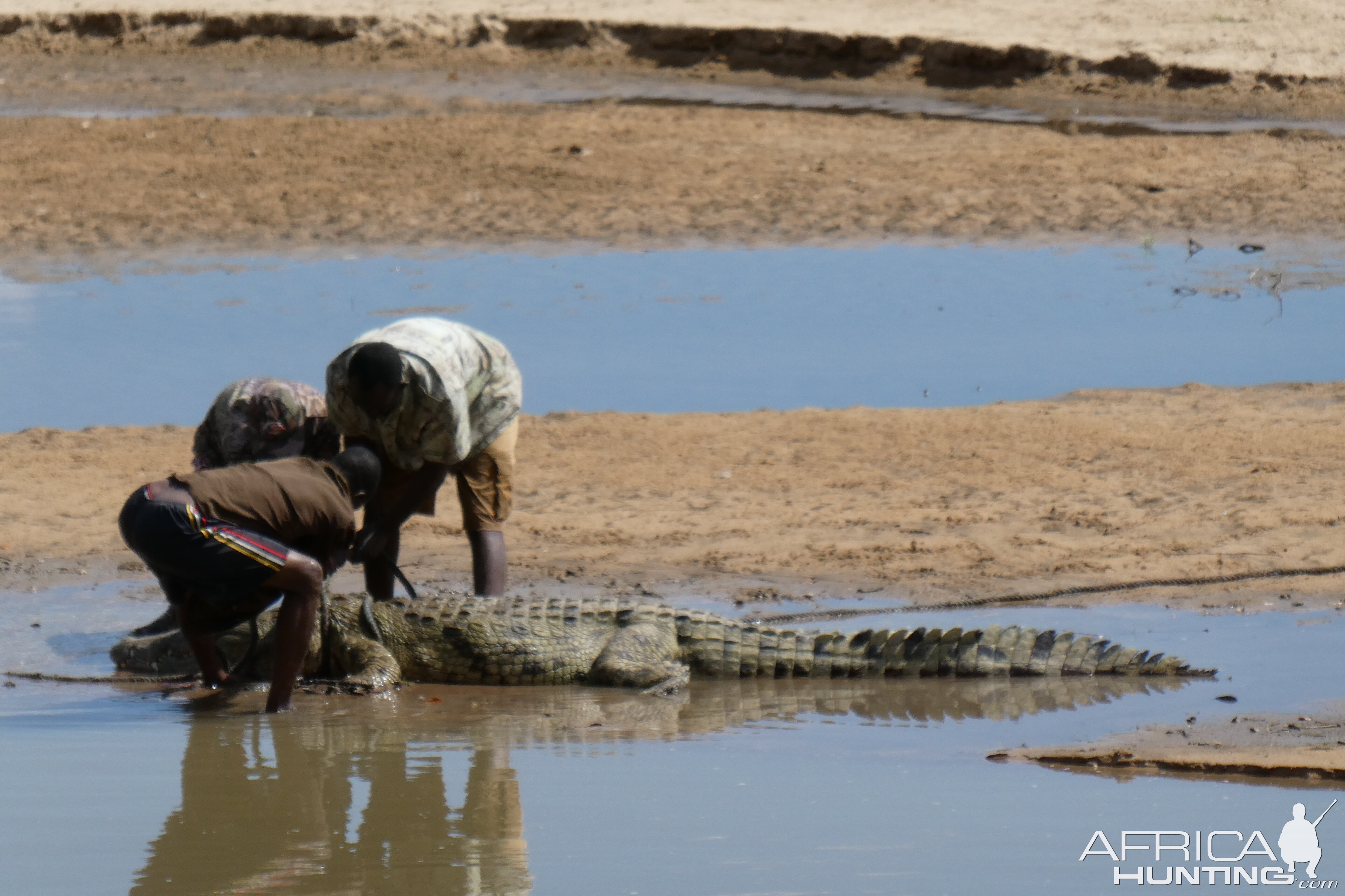 Trackers retrieving Crocodile Zambia