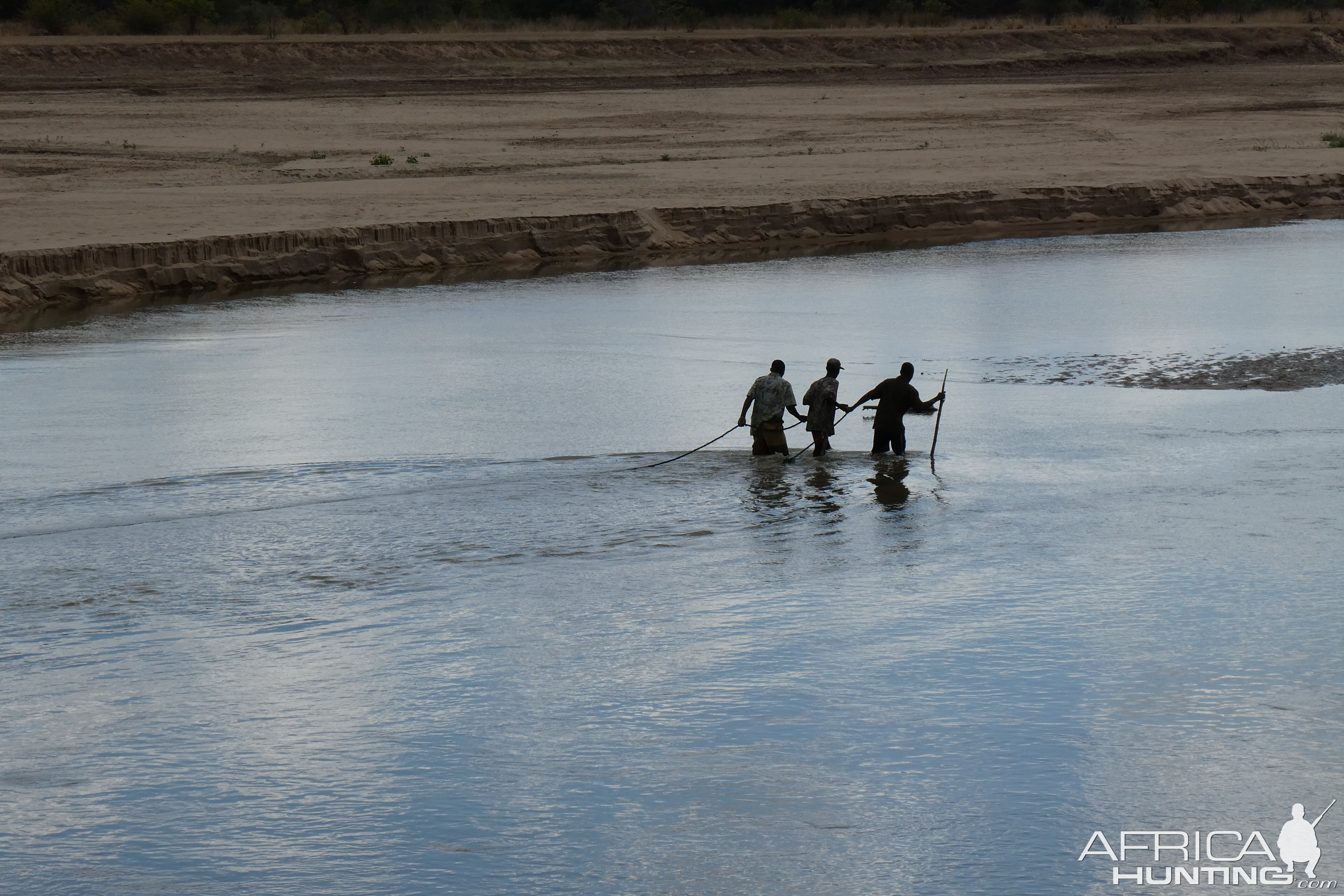 Trackers retrieving Crocodile Zambia