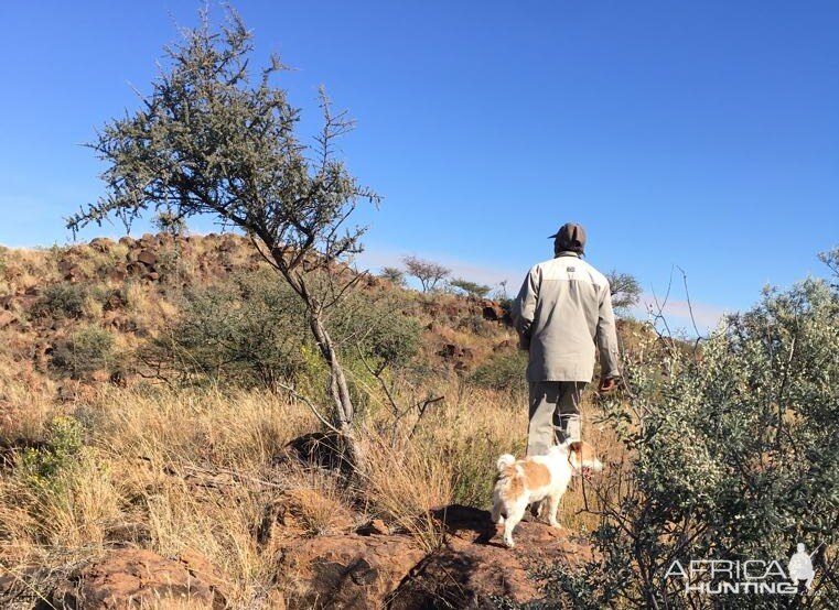 Tracking Cape Buffalo