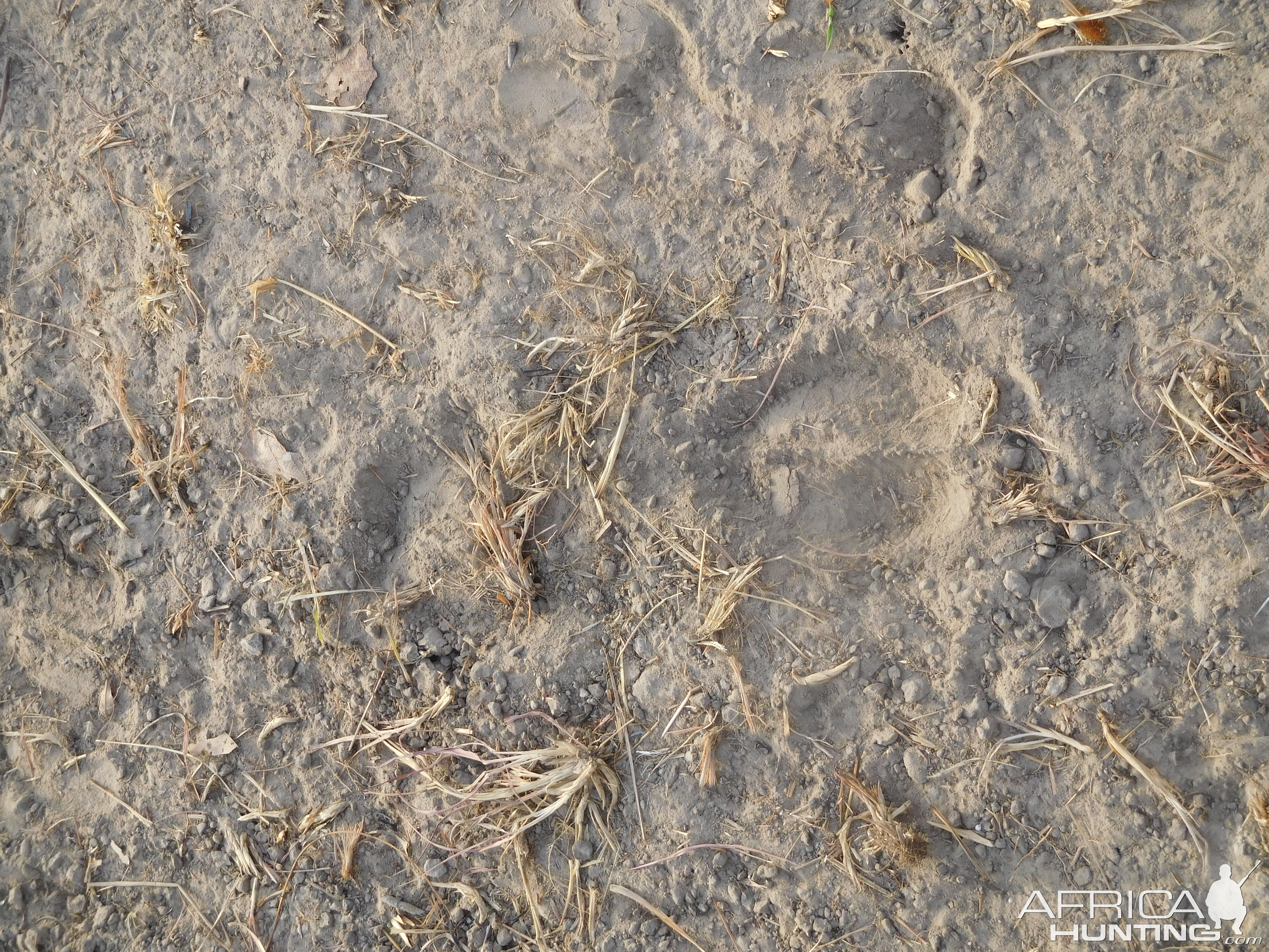 Tracking Lord Derby in Cameroon