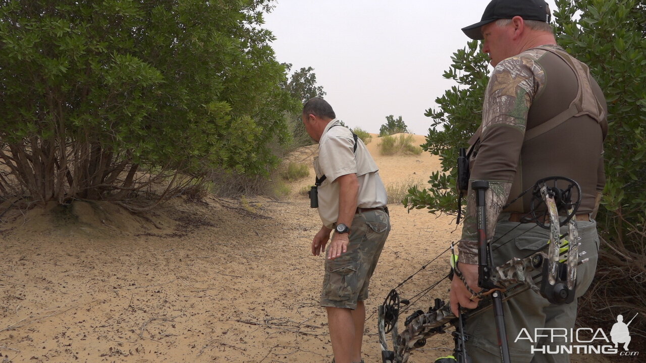 Tracking Mountain Gazelle United Arab Emirates