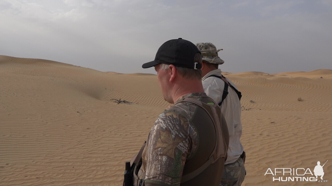 Tracking Mountain Gazelle United Arab Emirates