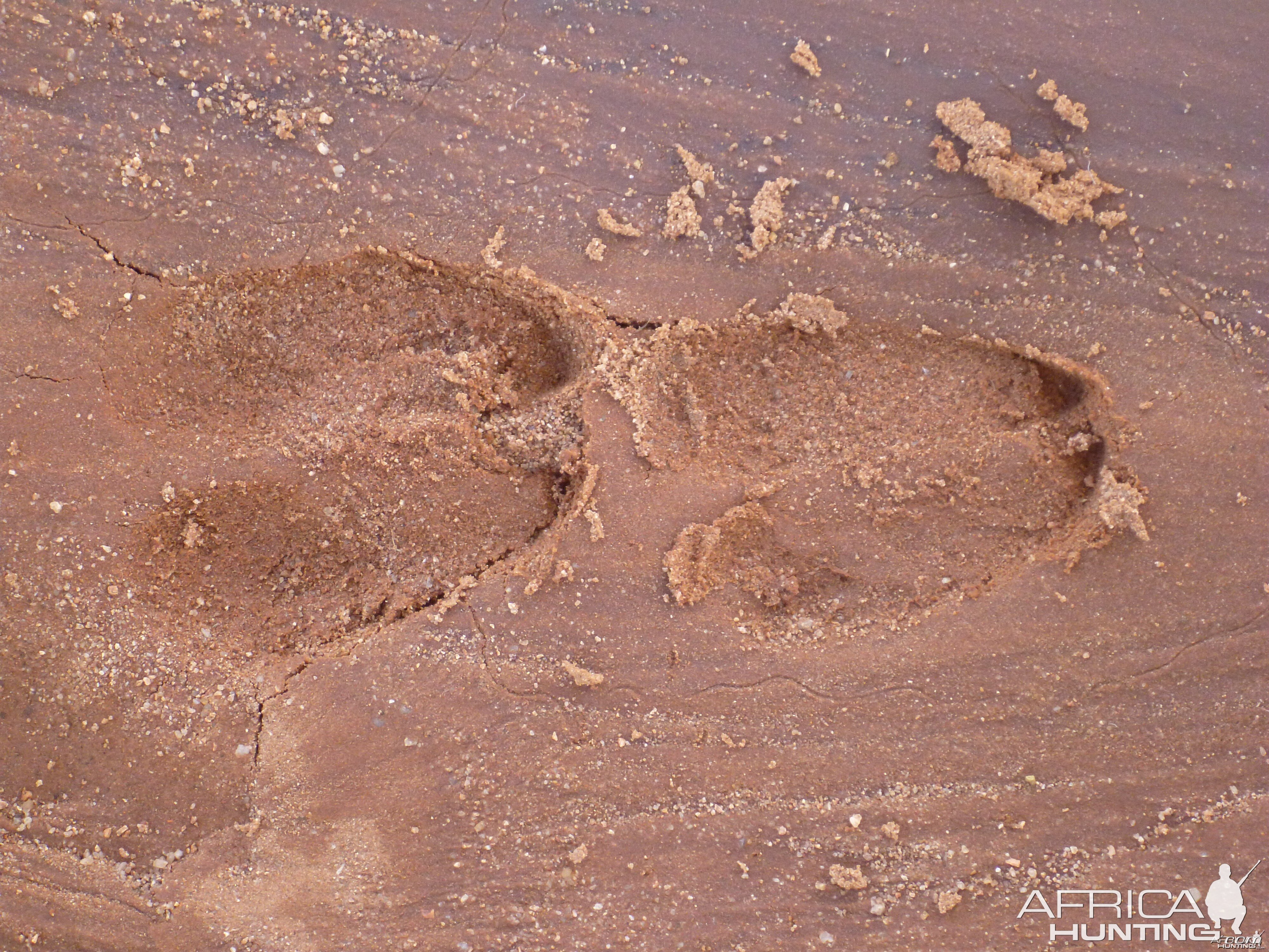 Tracks Namibia