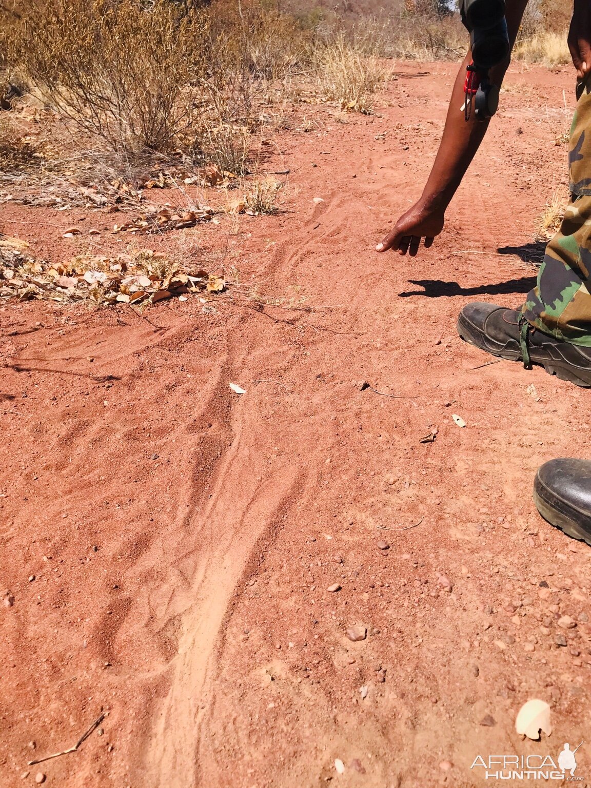 Tracks where a honey badger had killed a snake