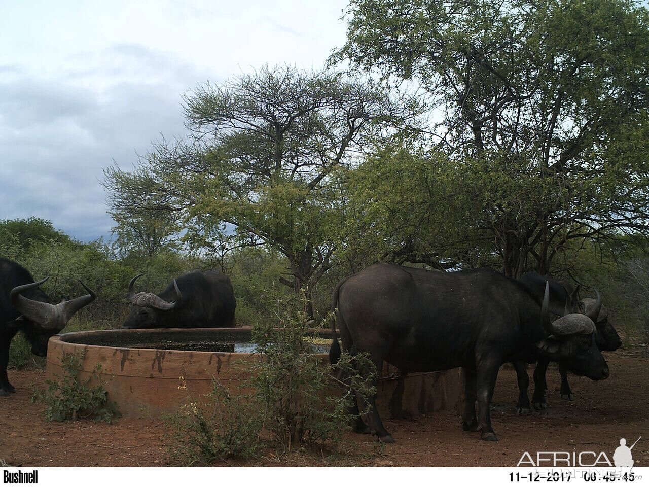 Trail Cam Cape Buffalo