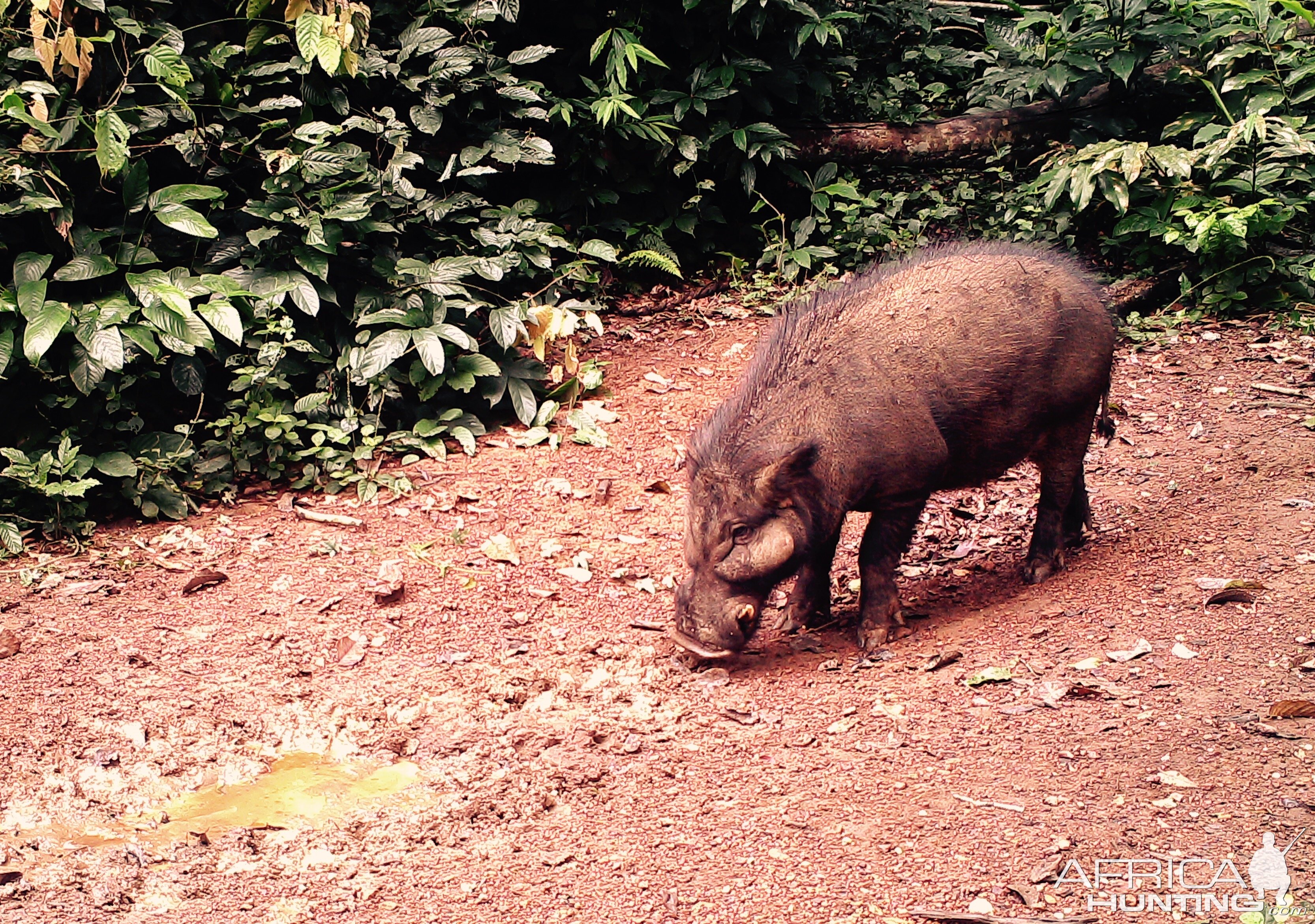 Trail Cam Congo Giant Forest Hog