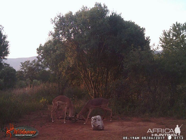 Trail Cam Impala South Africa