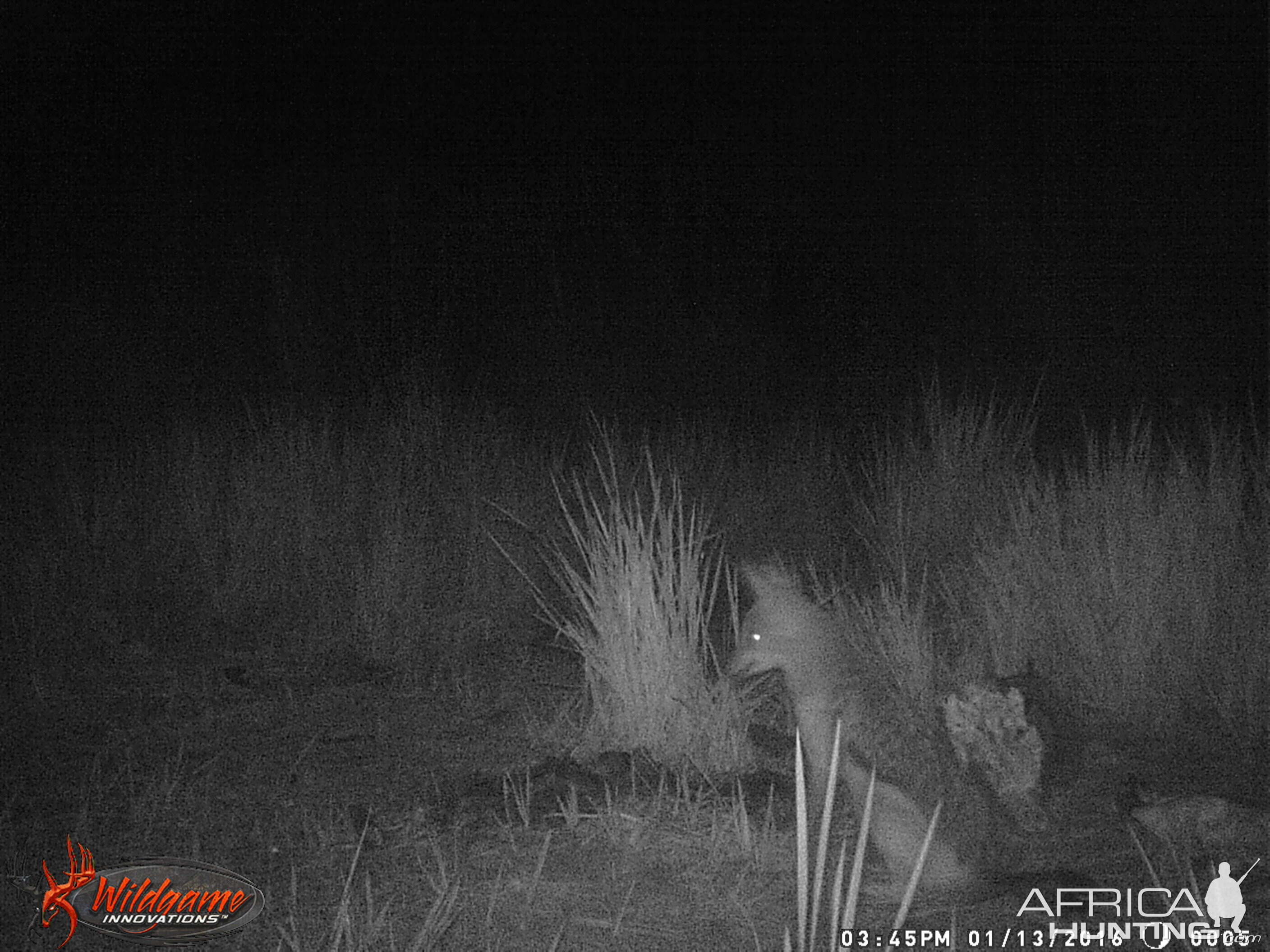 Trail Cam Jackal South Africa