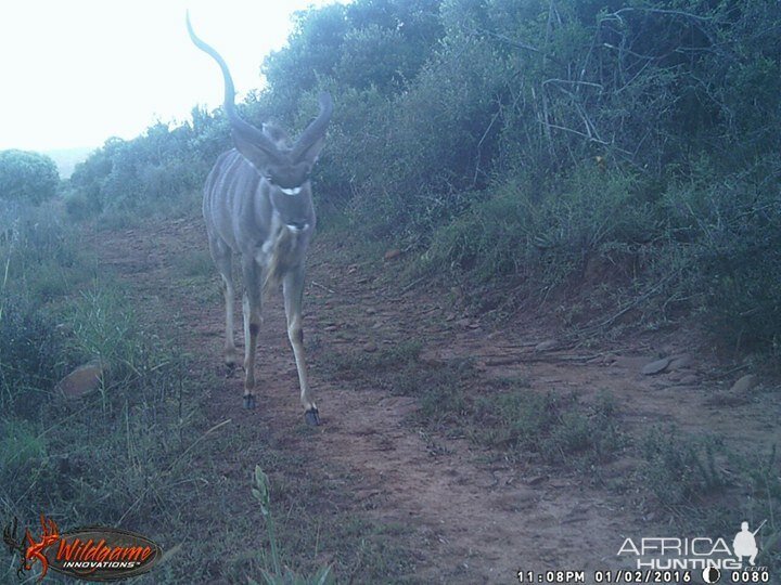 Trail Cam Kudu South Africa