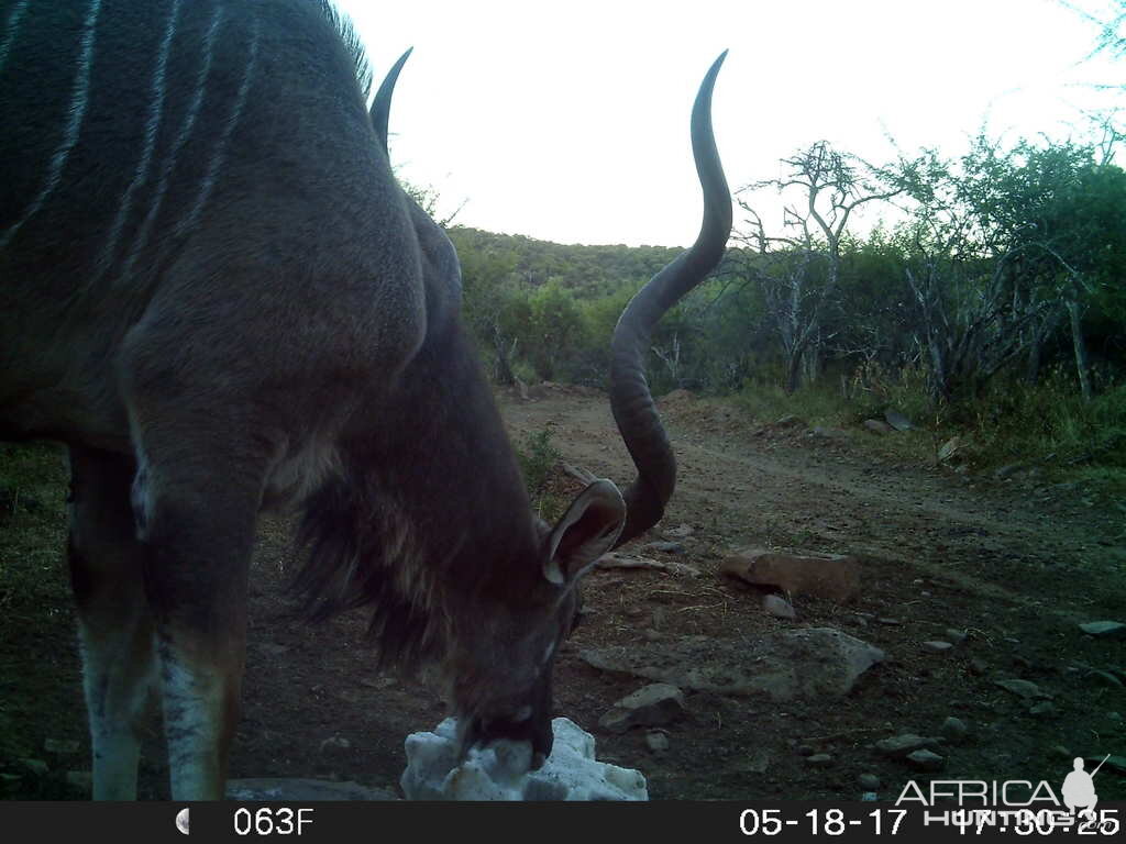 Trail Cam Kudu South Africa