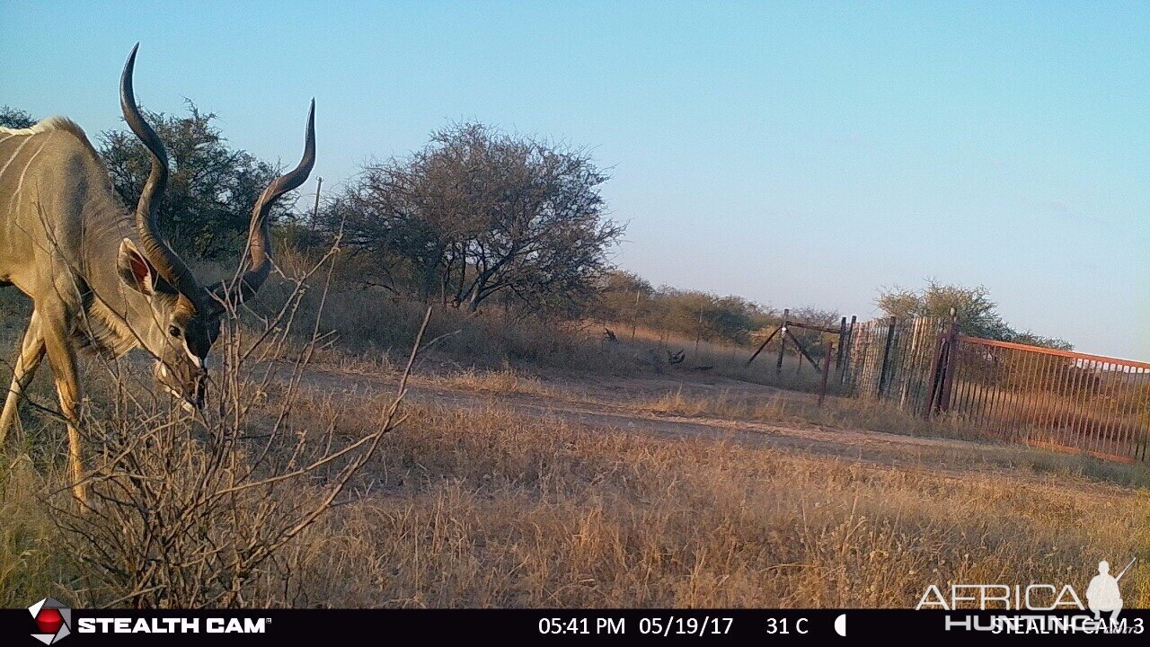 Trail Cam Kudu South Africa