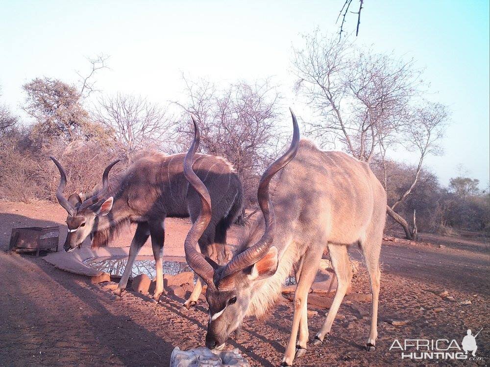 Trail Cam Kudu