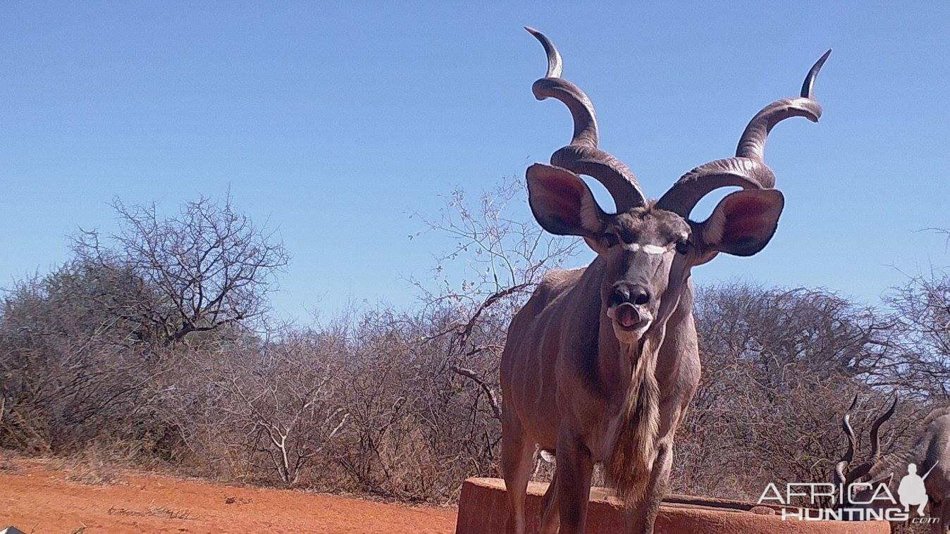 Trail Cam Kudu