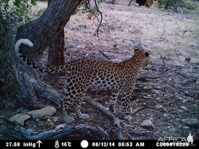 Trail Cam Leopard Nambia