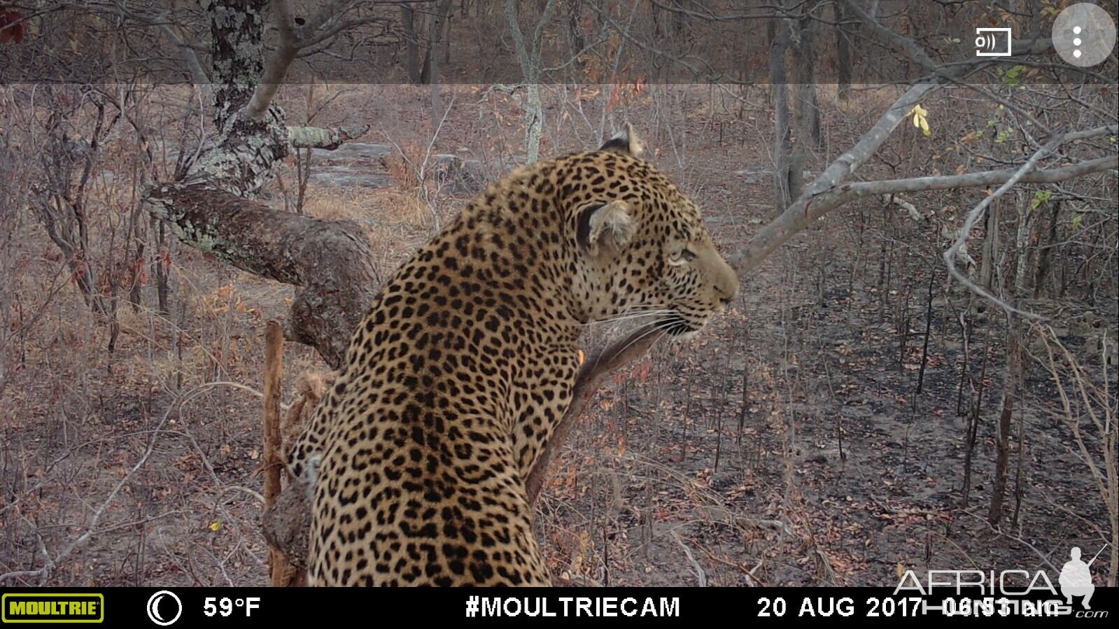 Trail Cam Leopard Tanzania