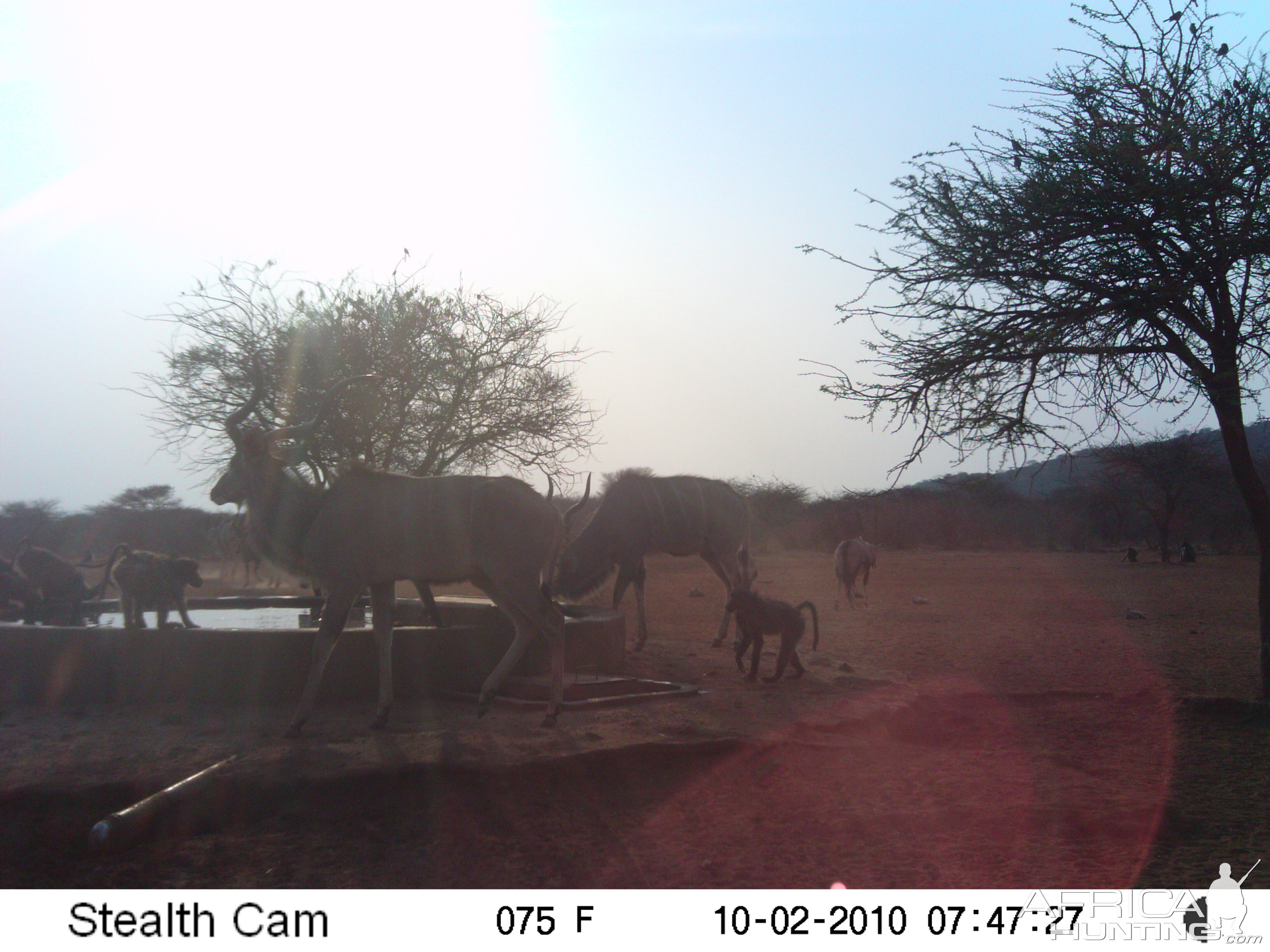 Trail Cam Namibia