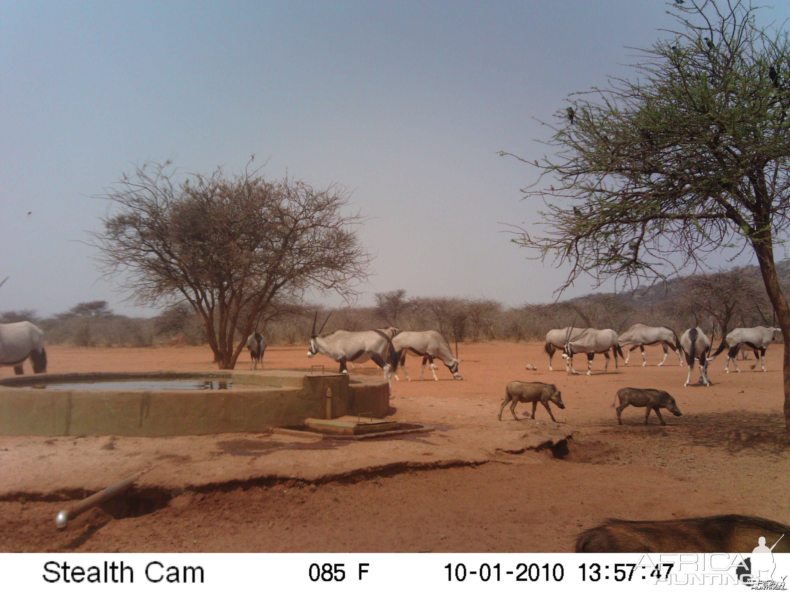 Trail Cam Namibia