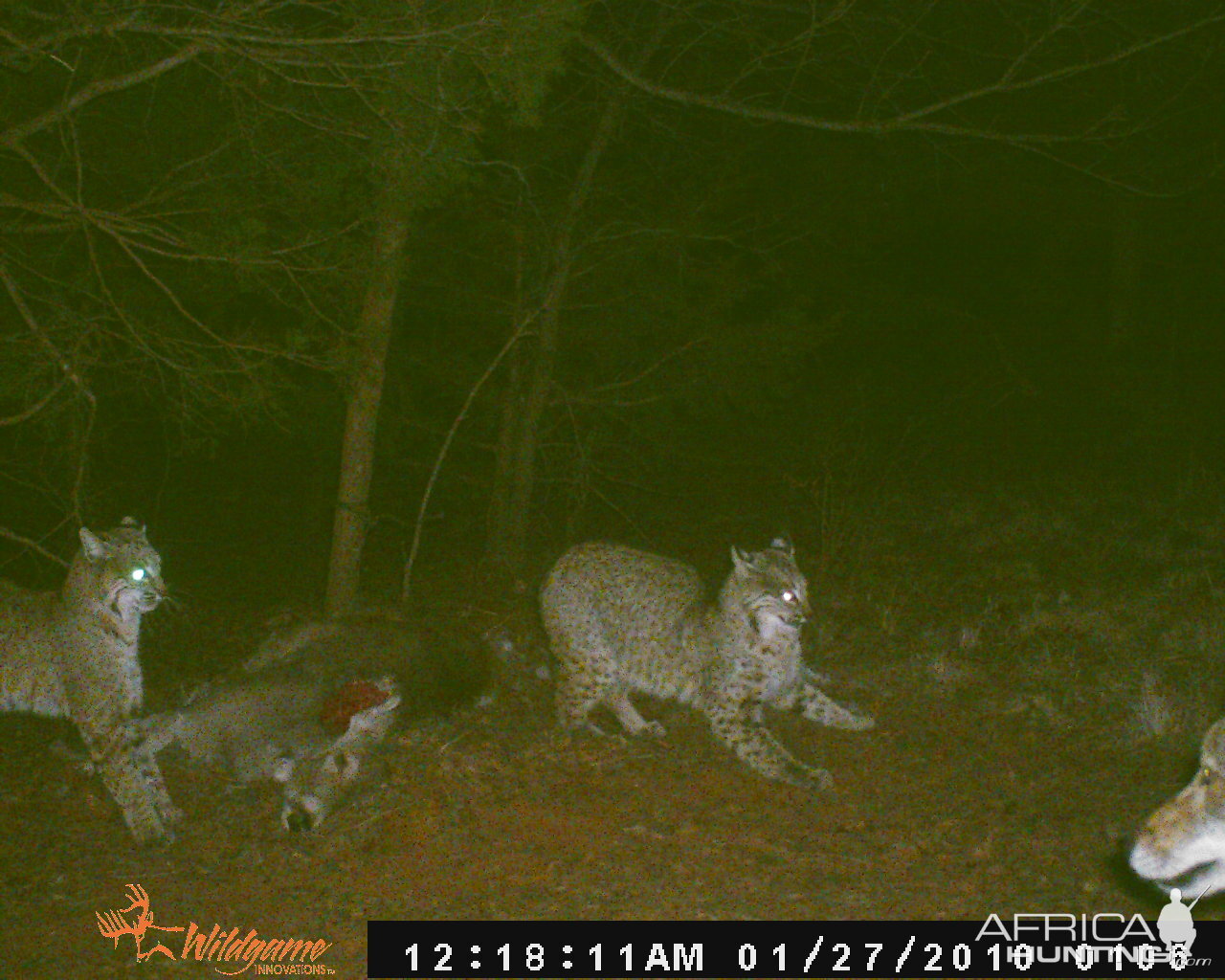 Trail Cam Pics