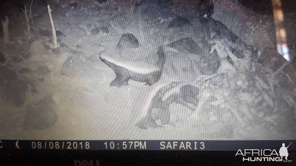 Trail Cam Pictures of African Honey Badger in South Africa